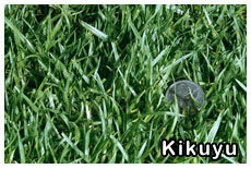 kikuyu-turf kikuyu-grass