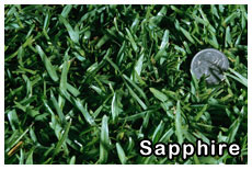 sapphire-turf-supplies sapphire-turf-grass